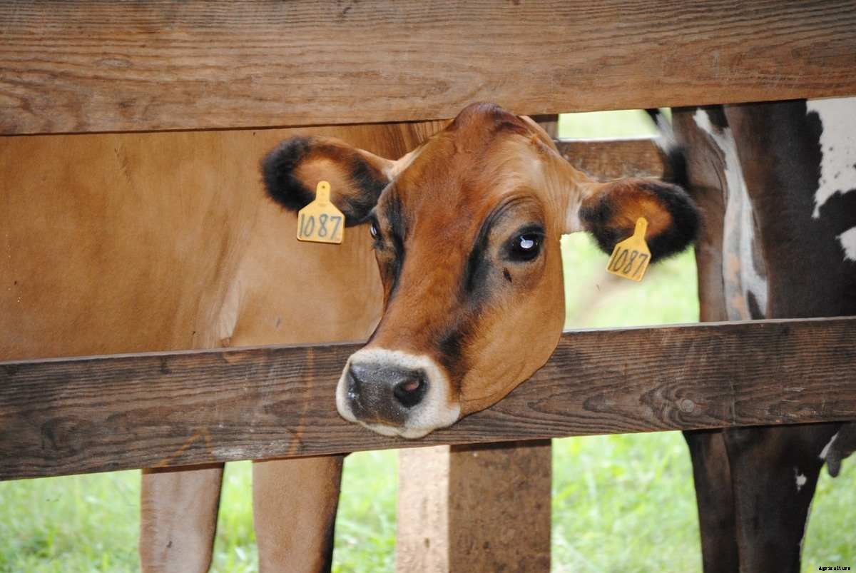 Jersey Cow Farming, Feed Chart, Milk, Breed Facts