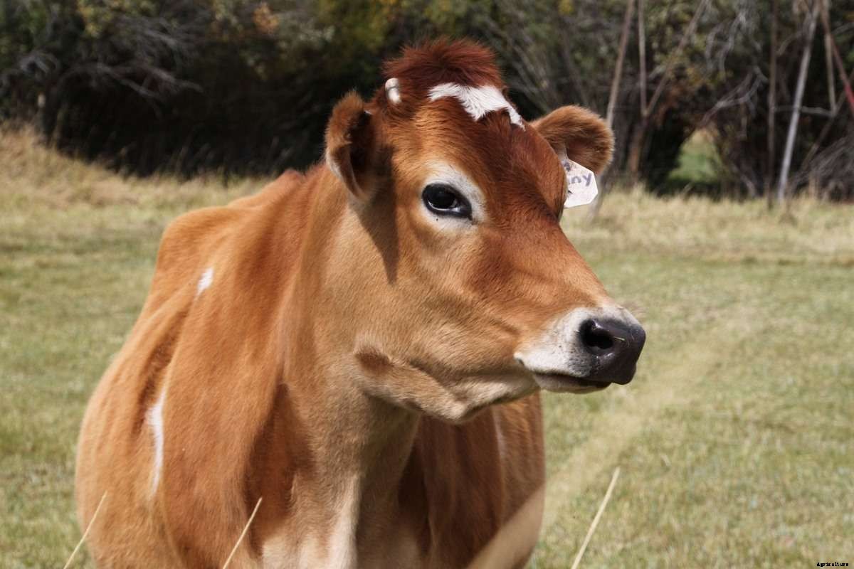 Jersey Cow Farming, Feed Chart, Milk, Breed Facts