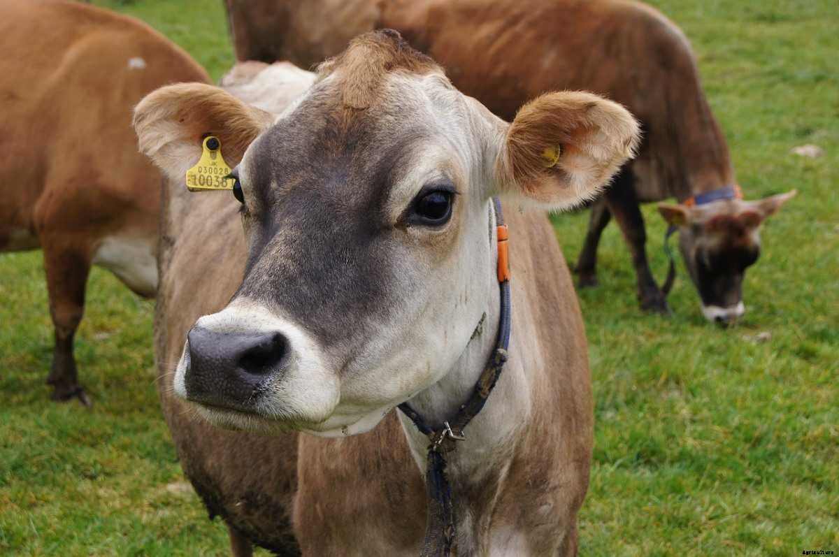 Jersey Cow Farming, Feed Chart, Milk, Breed Facts