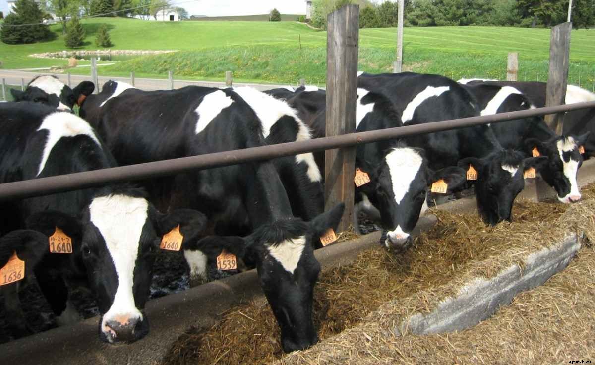 Dairy Farming In Punjab, Breeds – How To Start
