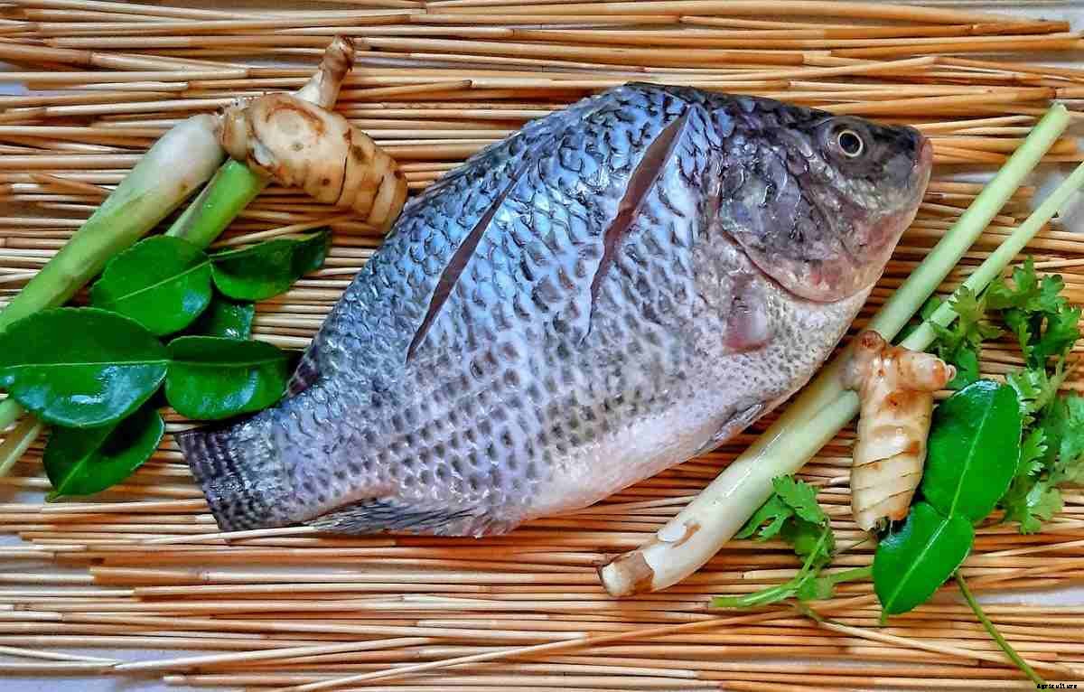 Tilapia Farming In South Africa – For Beginners