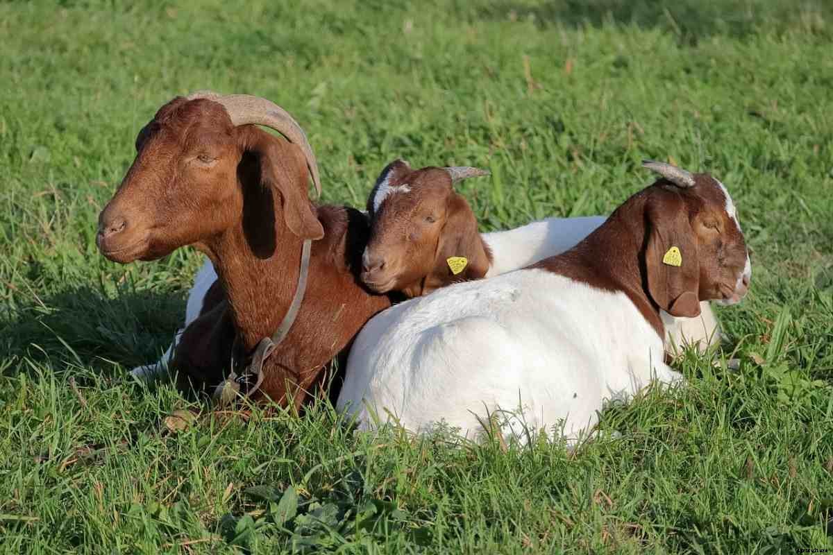 Goat Farming In Maharashtra, Breeds, And Subsidy