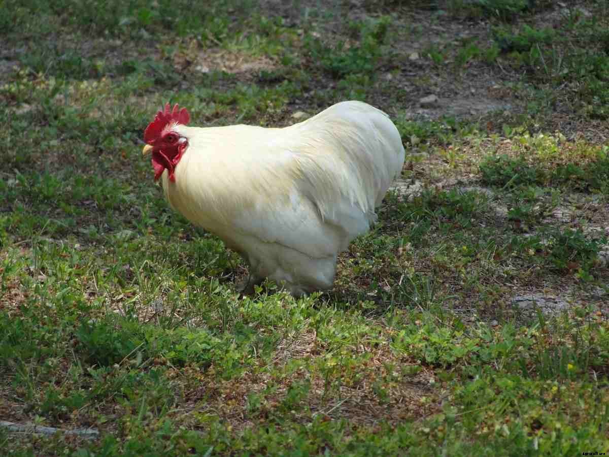 Poultry Farming In Australia – How To Start