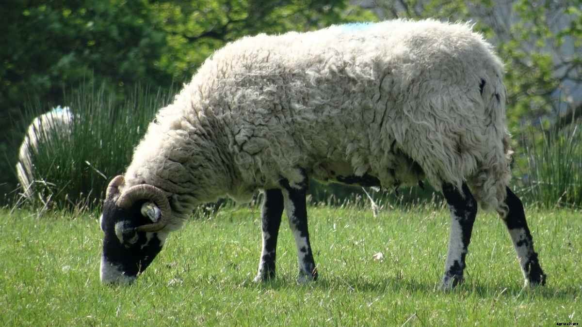 Sheep Farming In Nepal, Breeds, Business Plan