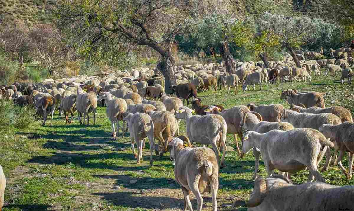 Sheep Farming In South Africa, Sheep Breeds