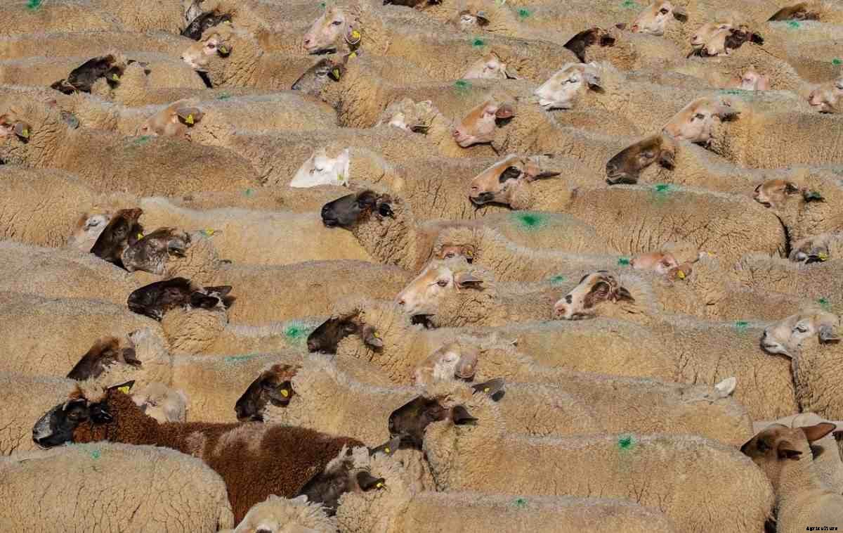 Sheep Farming In South Africa, Sheep Breeds