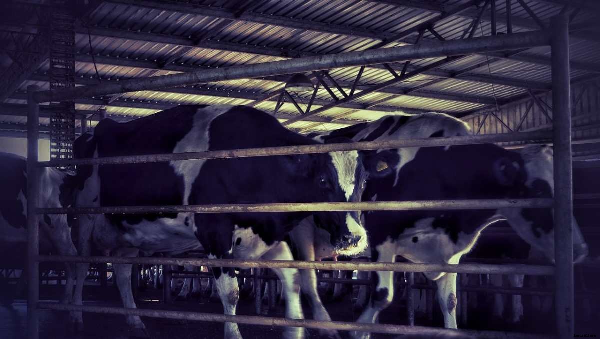 Dairy Farming in the USA – Management Practices