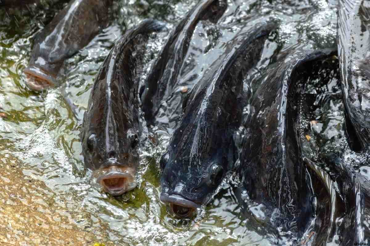Fish Farming In Nigeria – Fish Species In Nigeria