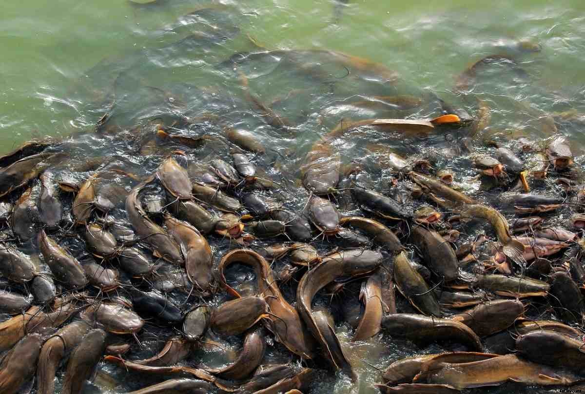 Fish Farming In Nigeria – Fish Species In Nigeria