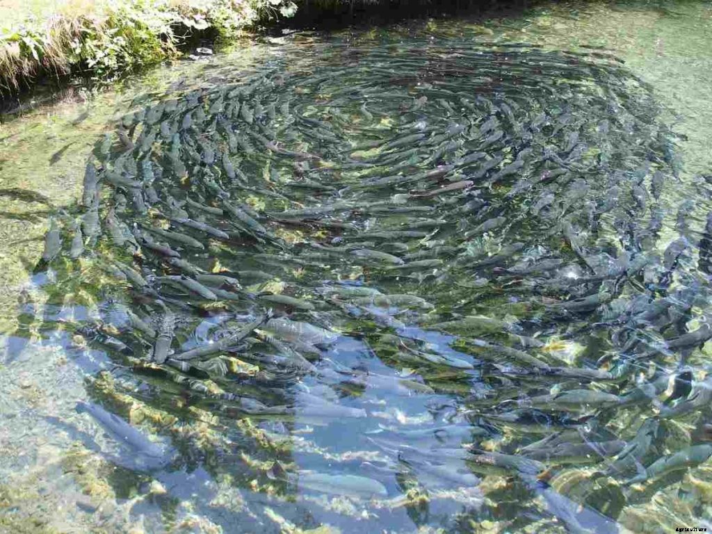 Fish Farming In Nigeria – Fish Species In Nigeria