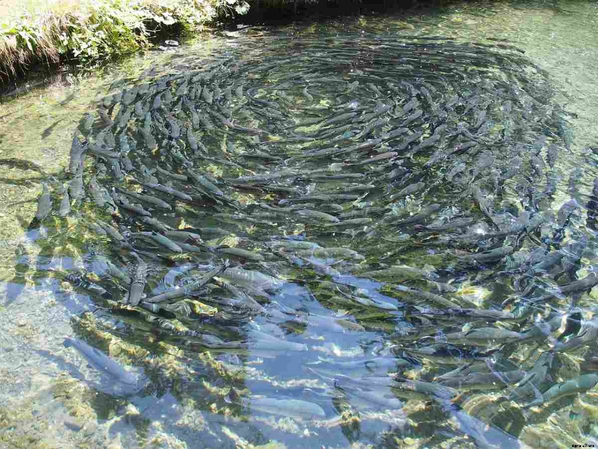 Fish Farming in Nepal – Fish Species in Nepal