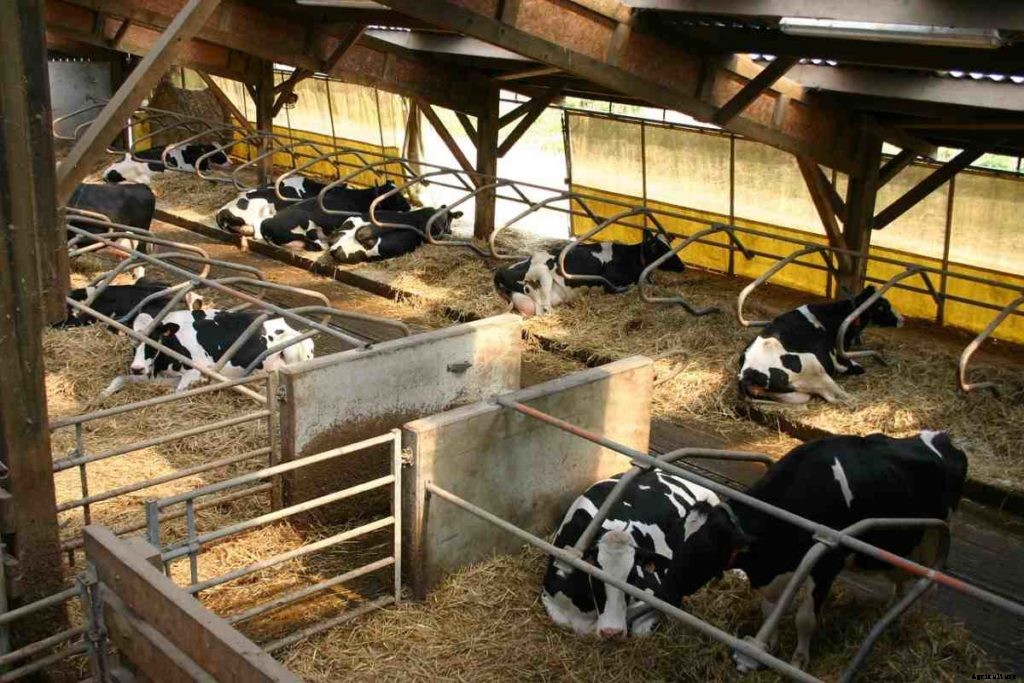 Dairy Housing Systems – Types, Design, Layout
