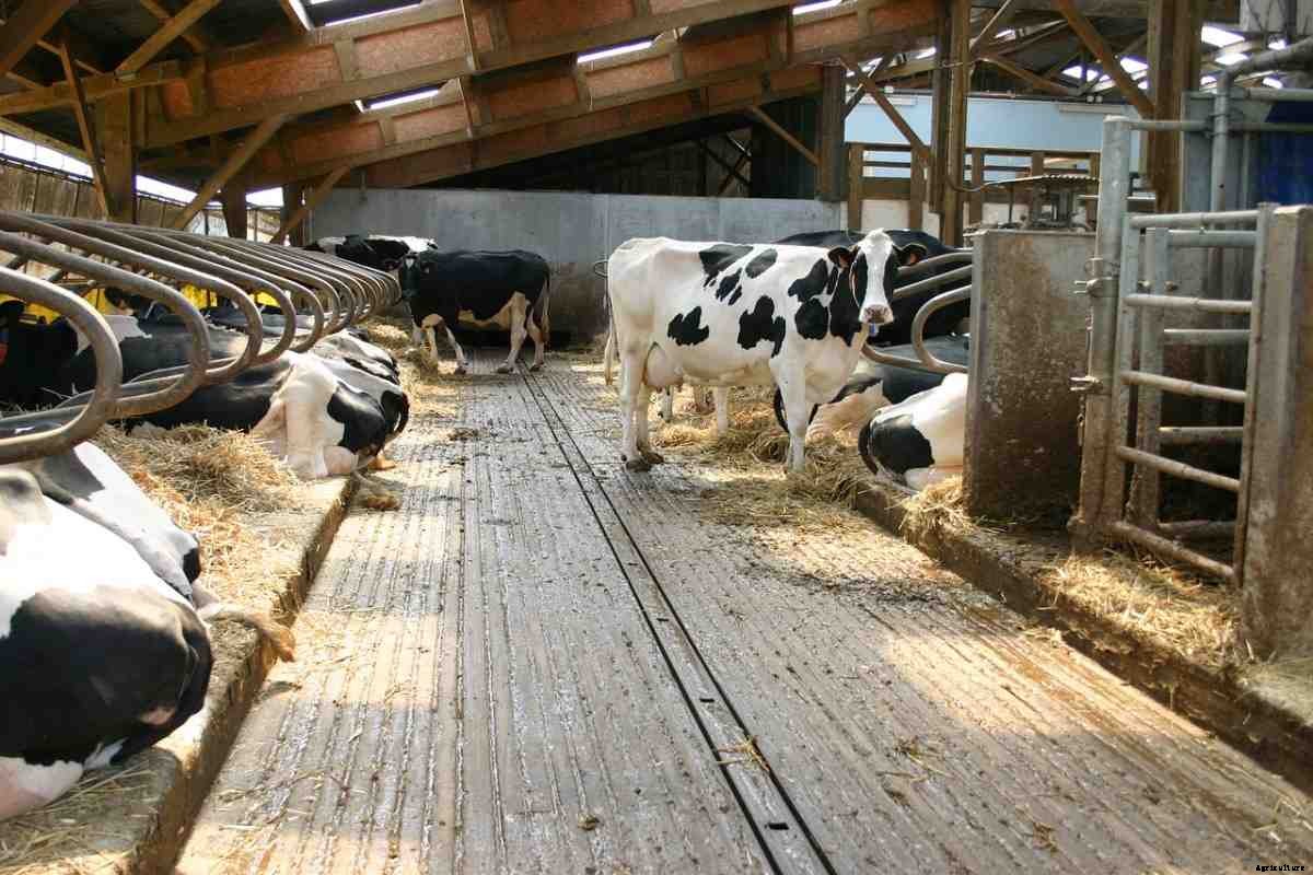 Dairy Housing Systems – Types, Design, Layout
