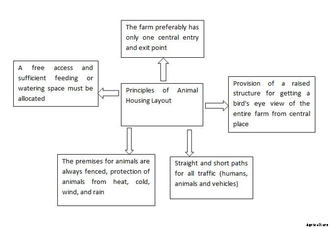 Dairy Housing Systems – Types, Design, Layout