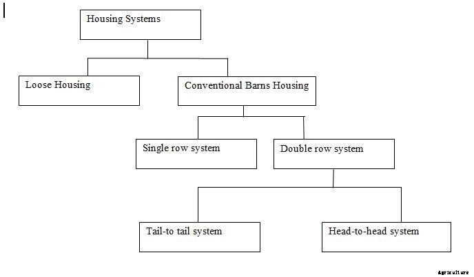 Dairy Housing Systems – Types, Design, Layout