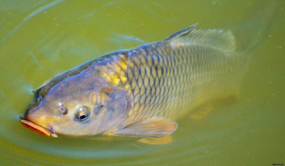 Fish Farming In Sri Lanka – A Full Guide