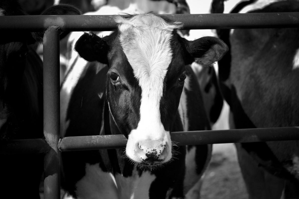 Dairy Farming In Australia –  Australian Cow Breeds