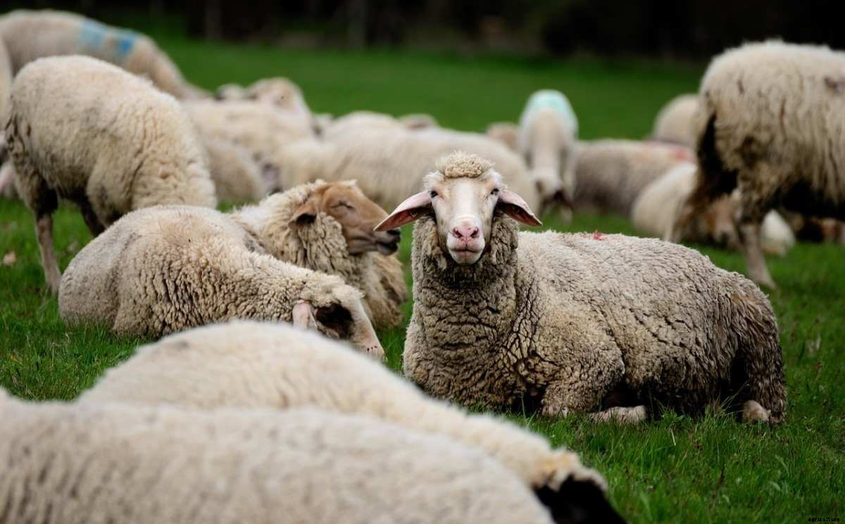 Sheep Farming In Australia – Sheep Breeds