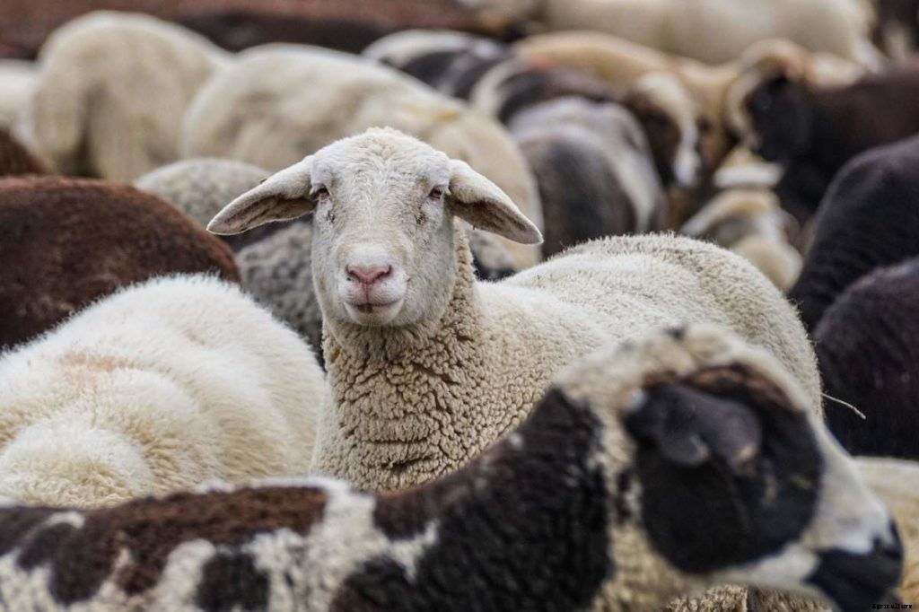 Sheep Farming In Australia – Sheep Breeds