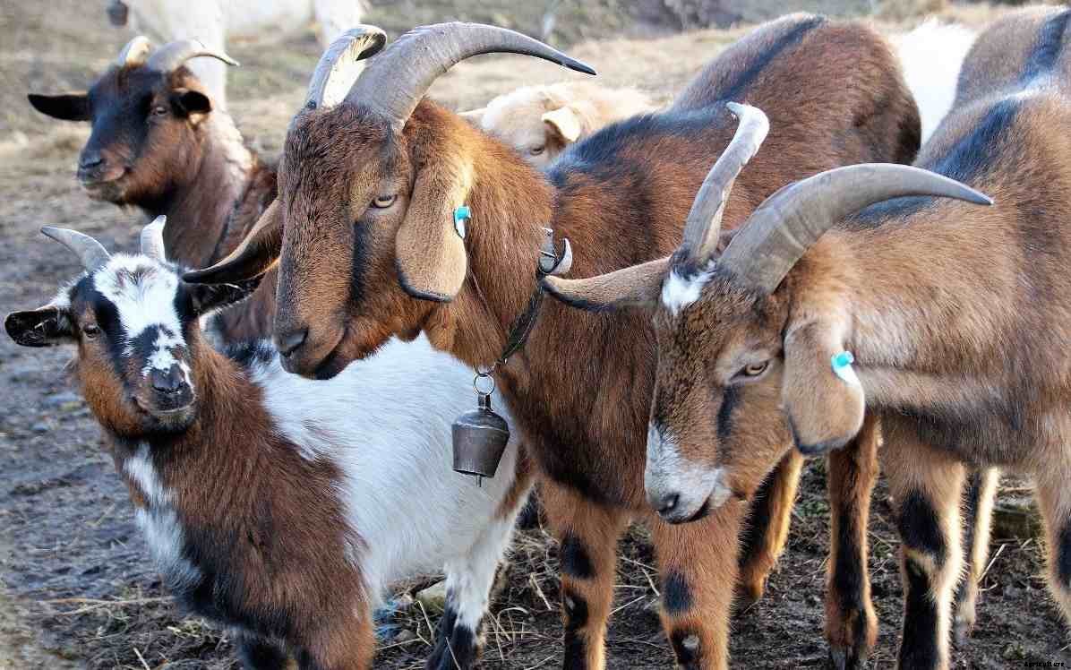 Goat Farming In The Philippines – Goat Breeds