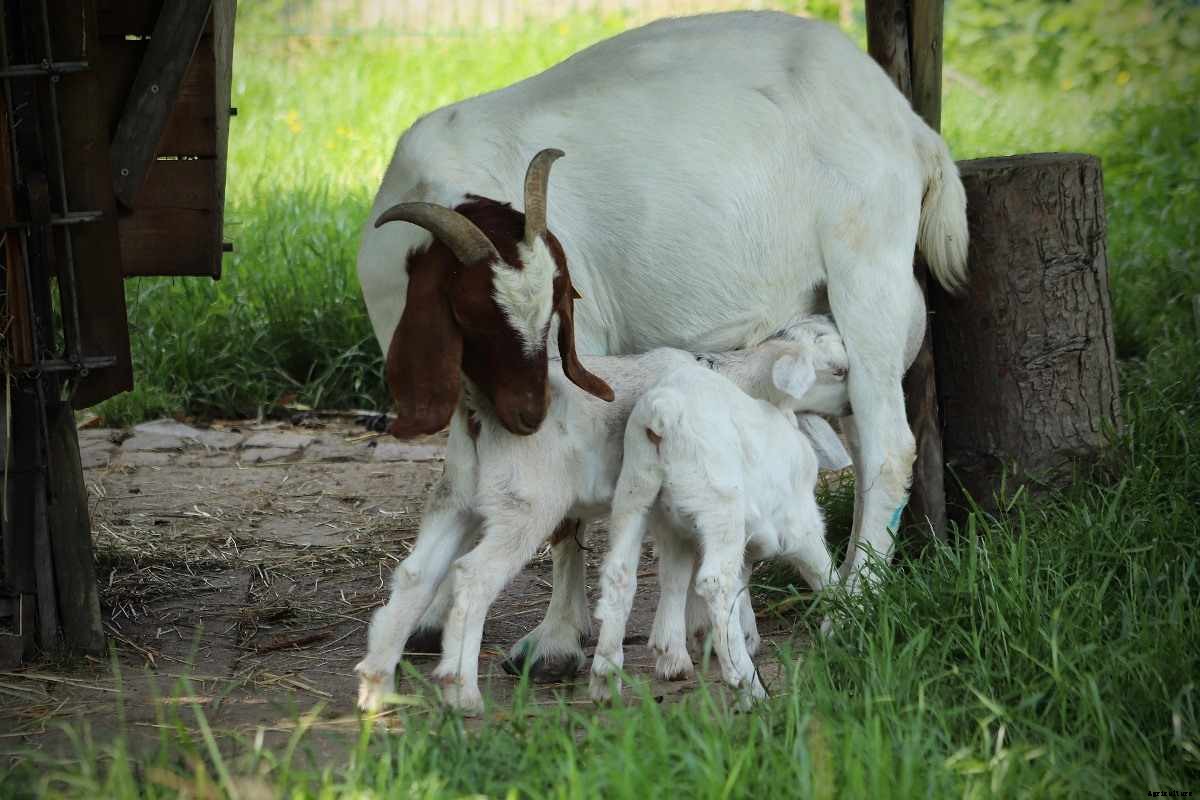 Goat Farming In The Philippines – Goat Breeds