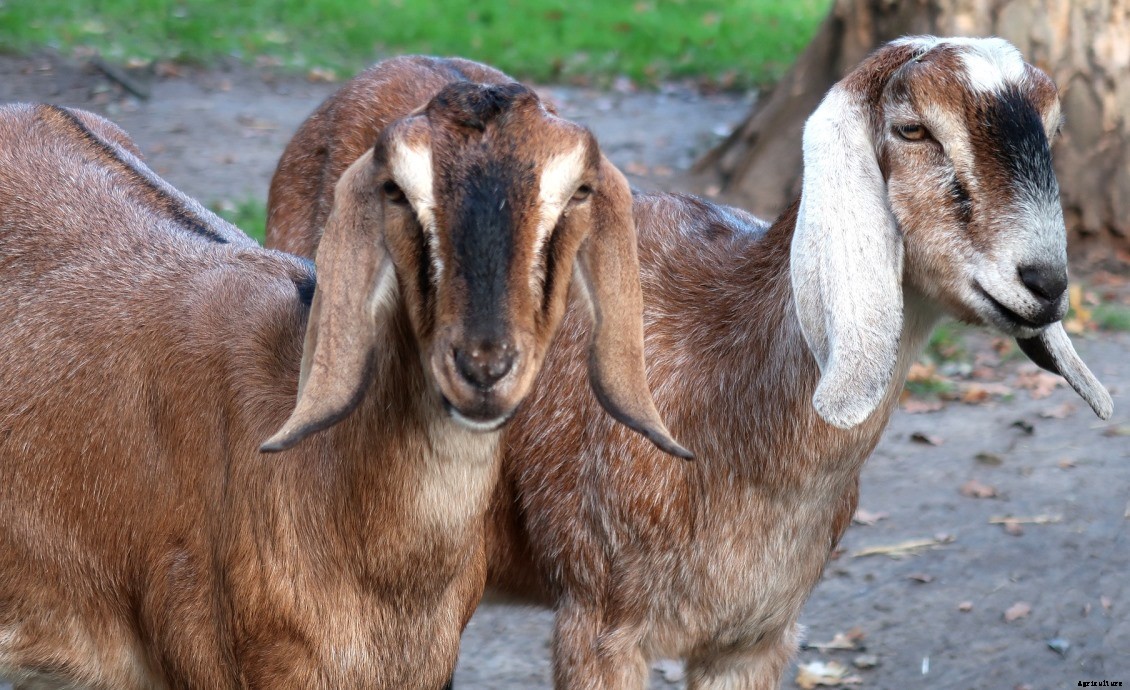 Goat Farming In The Philippines – Goat Breeds