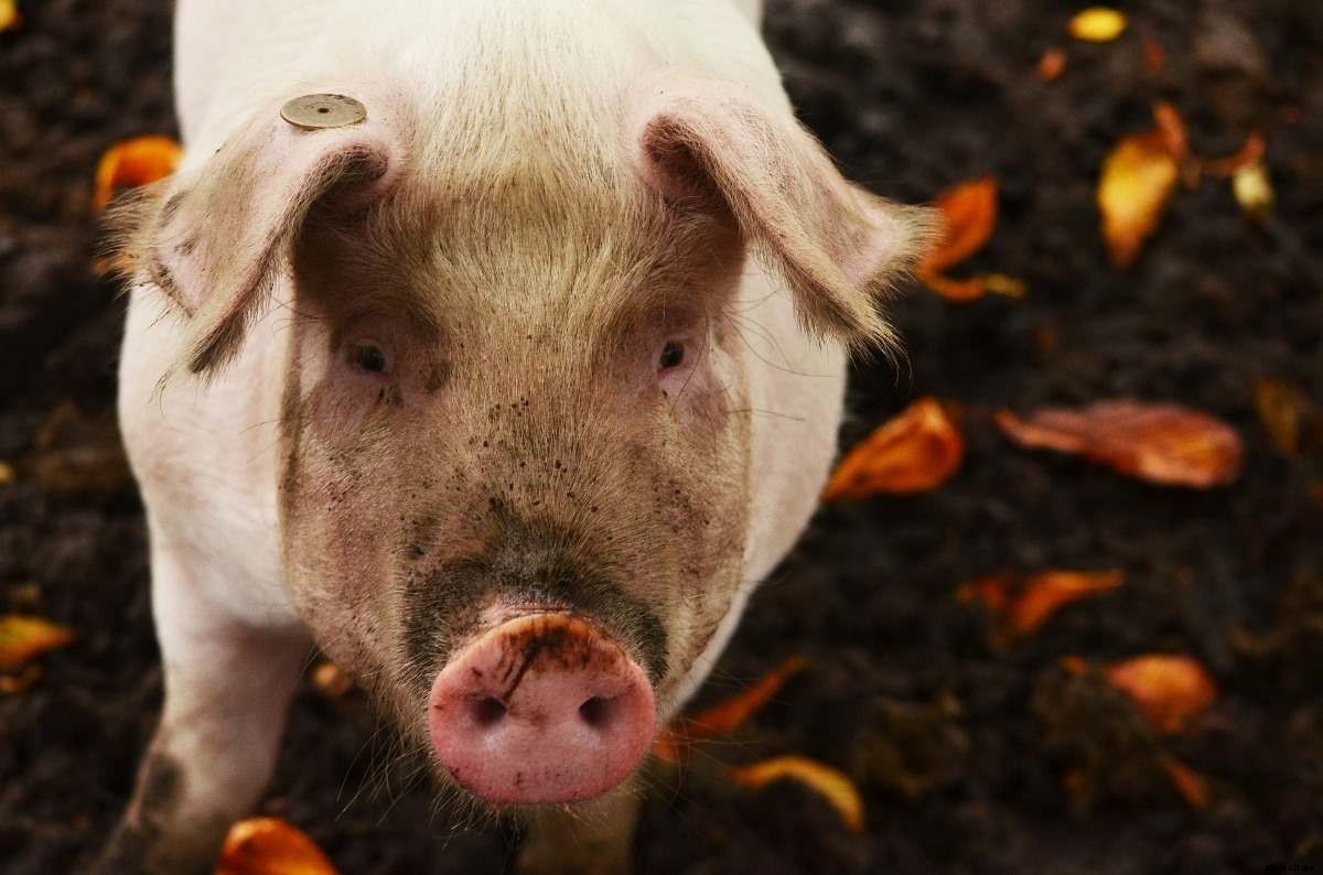 Pig Farming Tips, Techniques, Ideas, and Secrets