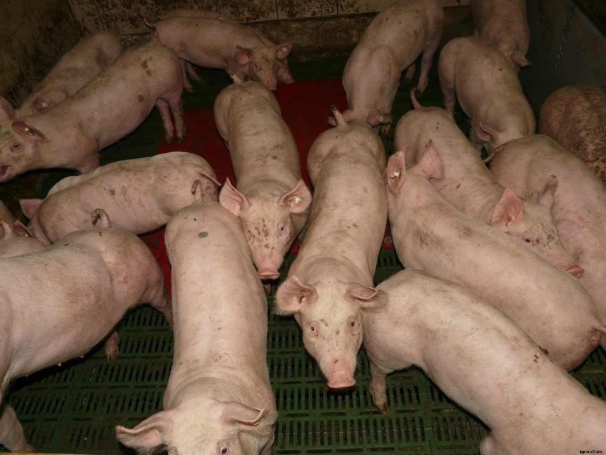 Pig Farming Tips, Techniques, Ideas, and Secrets