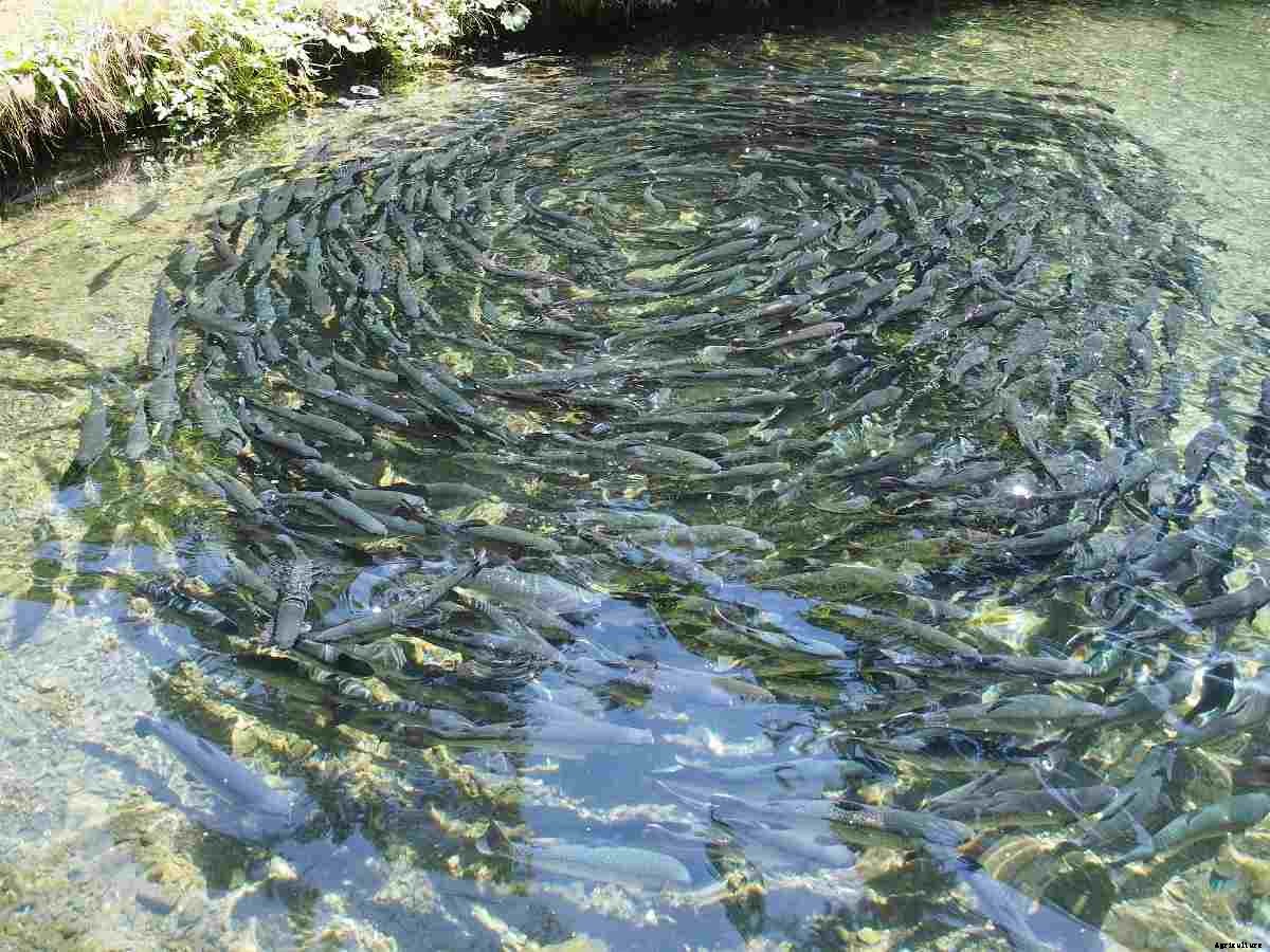 Fish Farming In Kenya – Business Plan