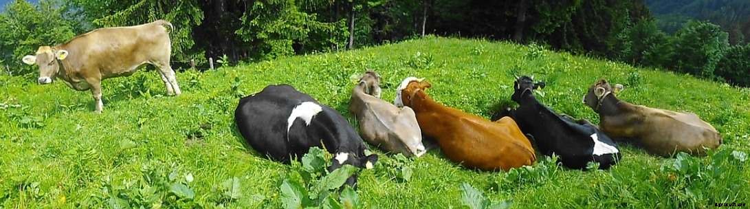 Dairy Farming in Kerala – Schemes, Subsidy