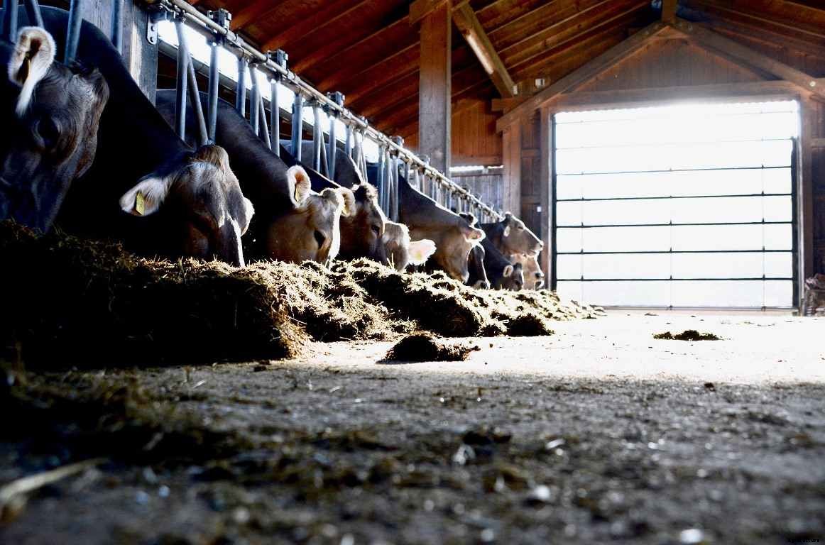 Cattle Feed Business Plan – Formulation, Production