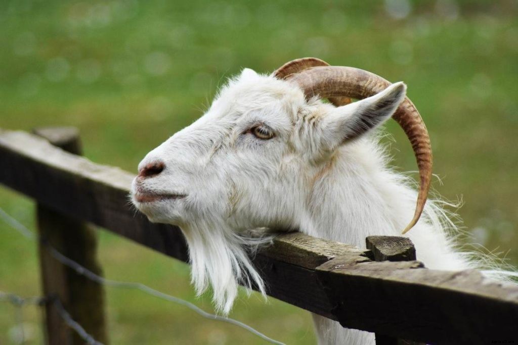 Goat Fencing, Types, Building