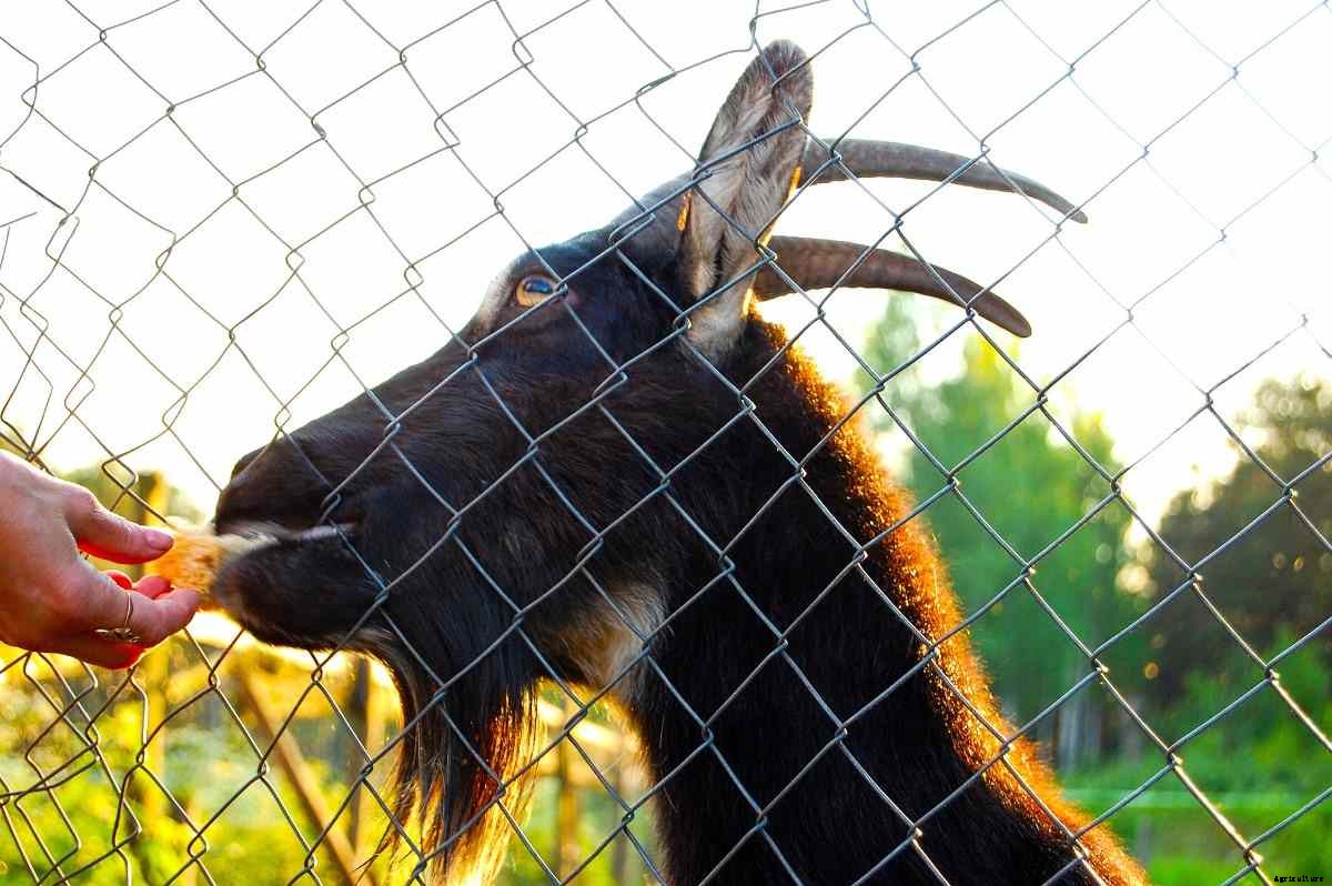 Goat Fencing, Types, Building