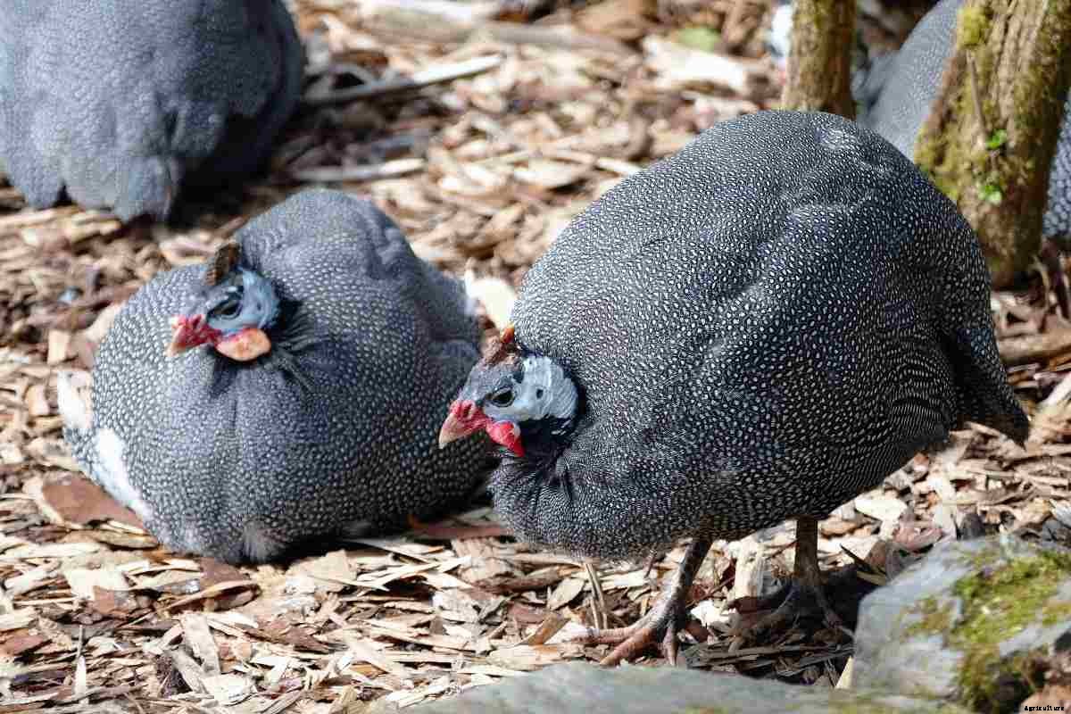 Guinea Fowl Farming – Brooding, Rearing, Feeding