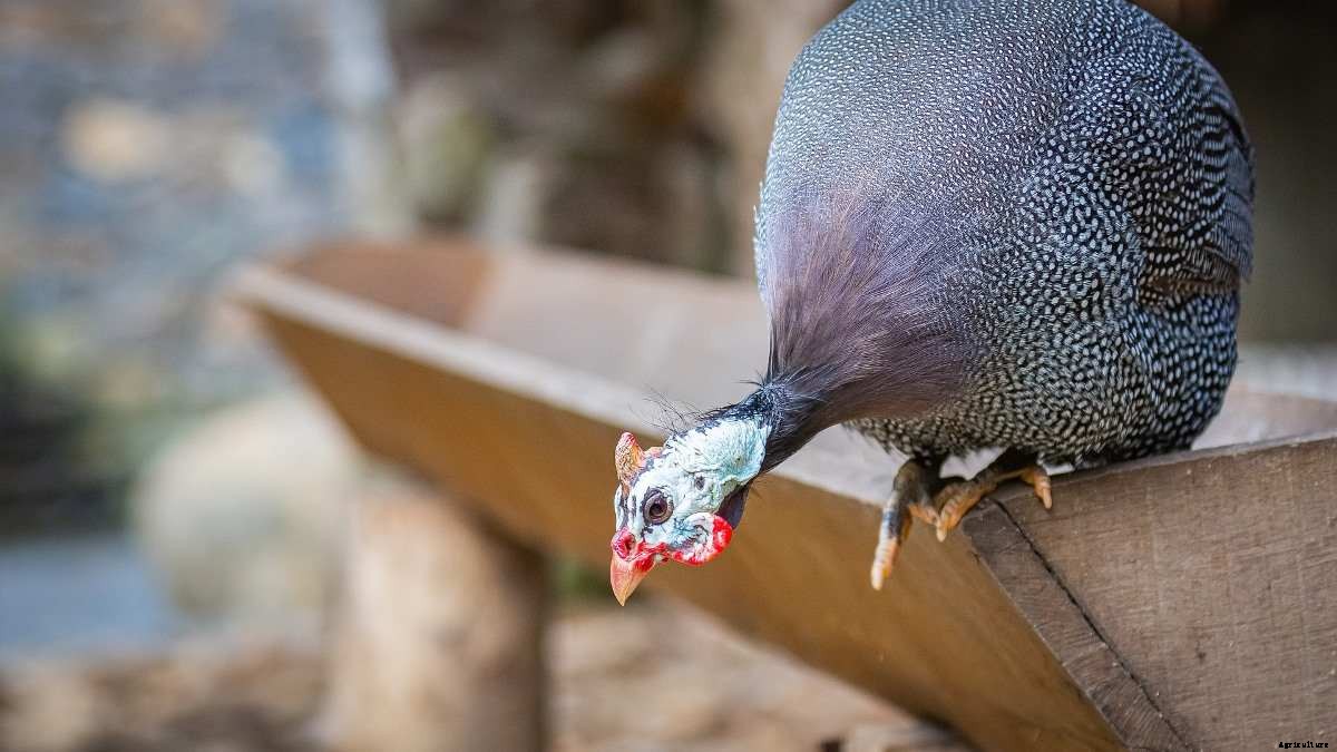 Guinea Fowl Farming – Brooding, Rearing, Feeding