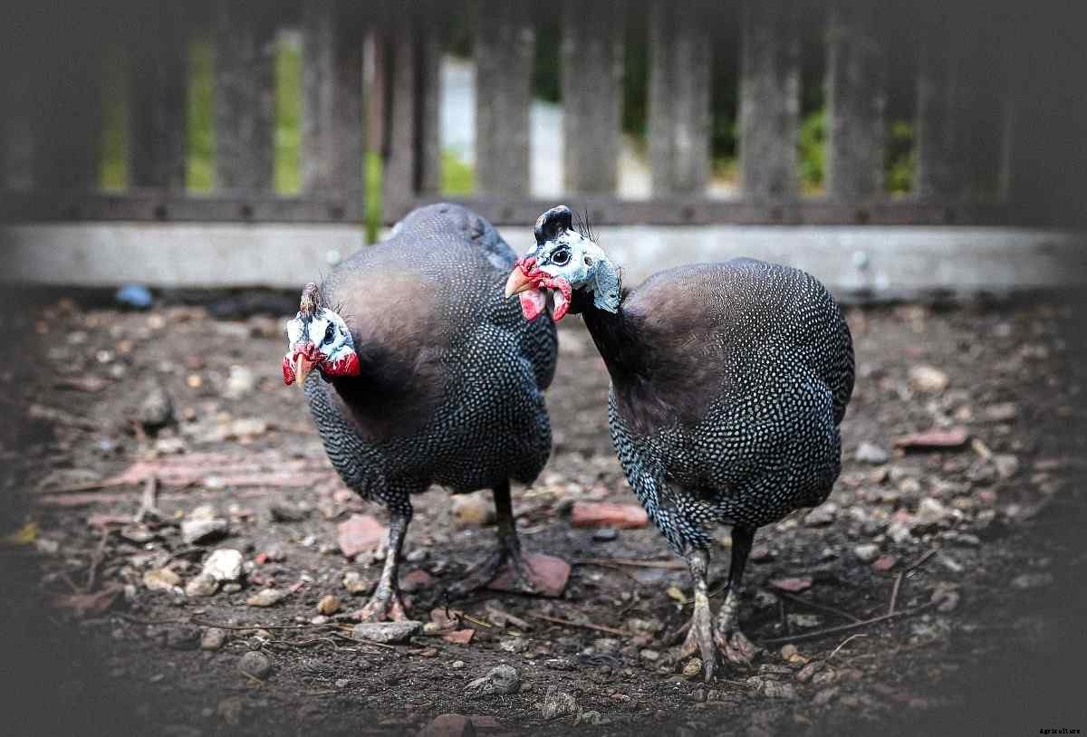 Guinea Fowl Farming – Brooding, Rearing, Feeding