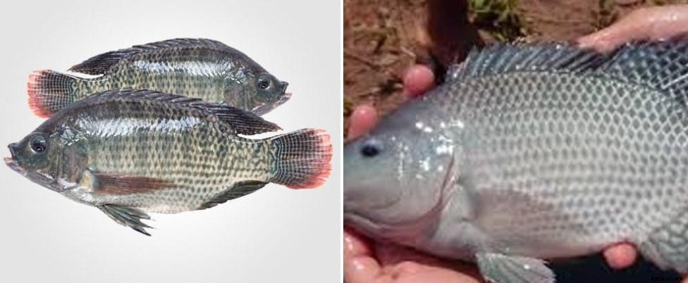 Tilapia Fish Farming In Tanks – A Beginners Guide