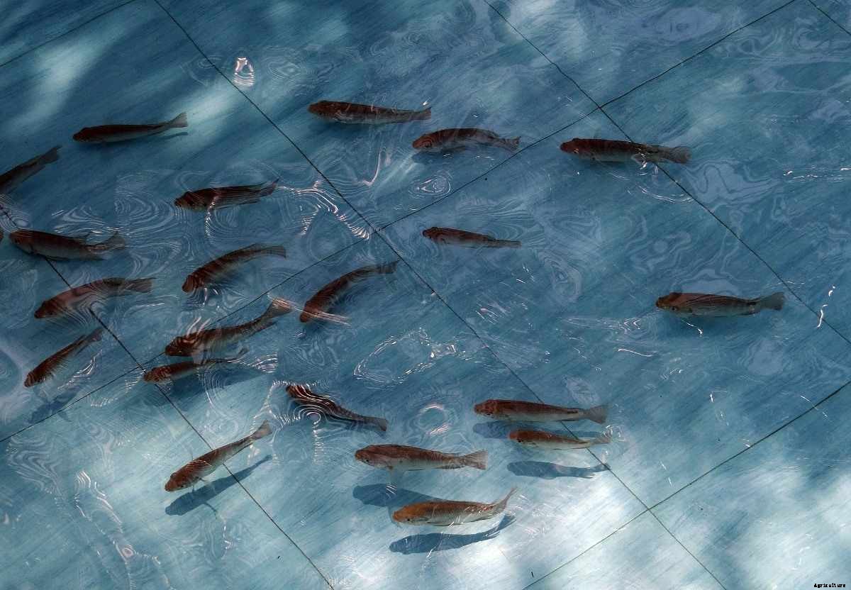 Tilapia Fish Farming In Tanks – A Beginners Guide