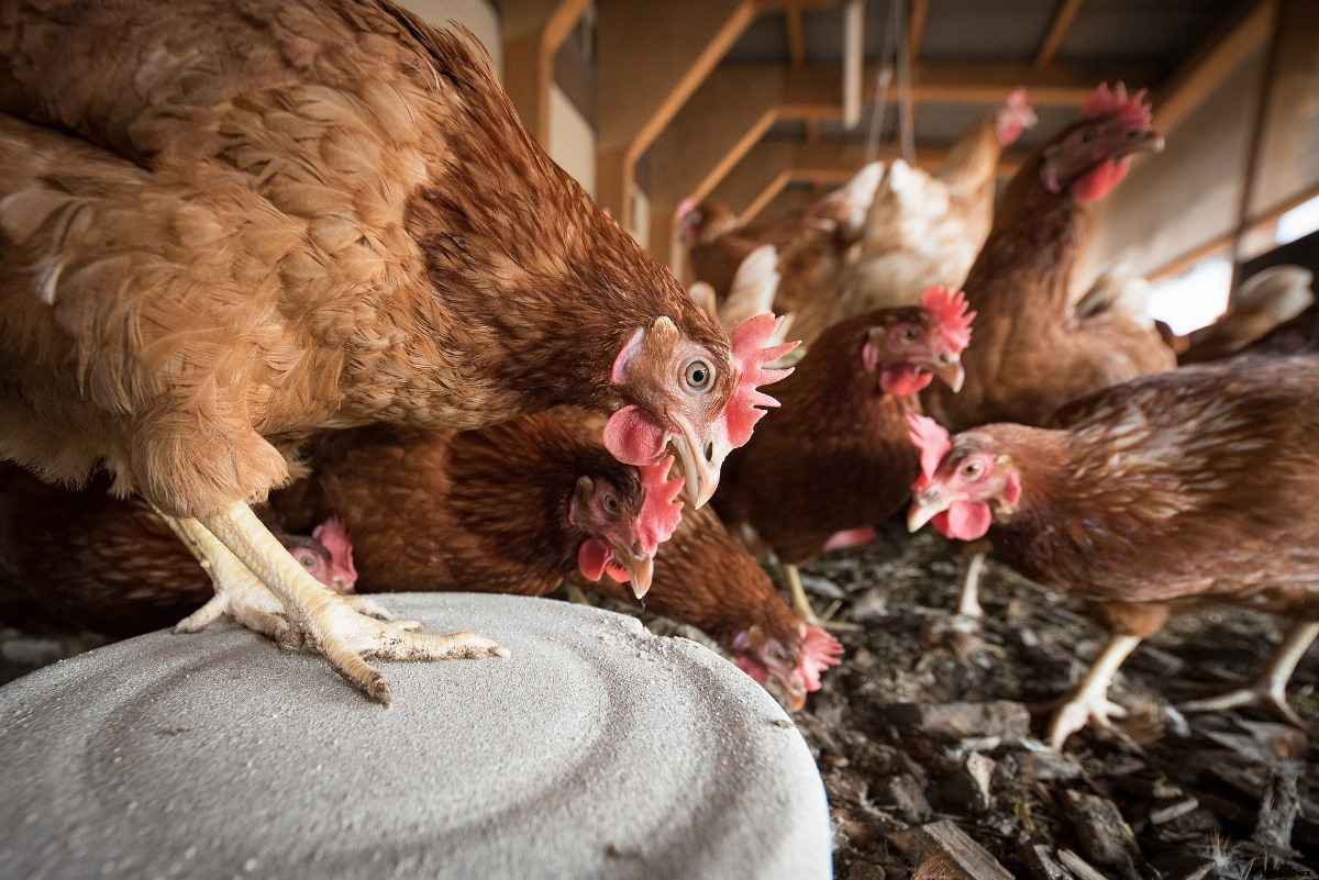 Broiler vs Layer – Chicken Differences, Management