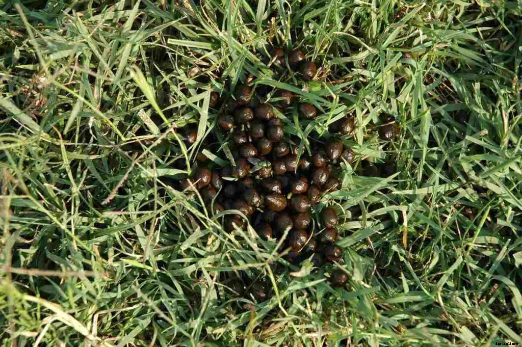 Goat Manure Advantages And Disadvantages