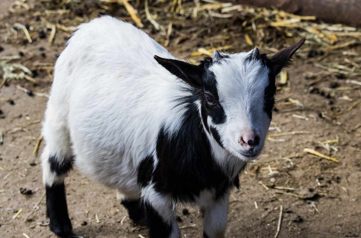 Goat Manure Advantages And Disadvantages
