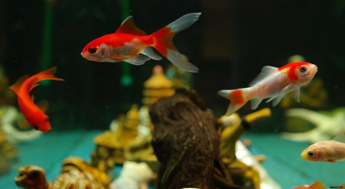 Ornamental Fish Breeding – In India