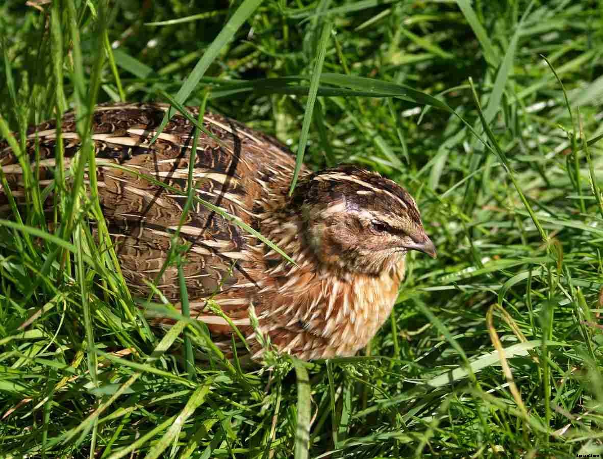 Backyard Quail Farming – Quail Raising Practices