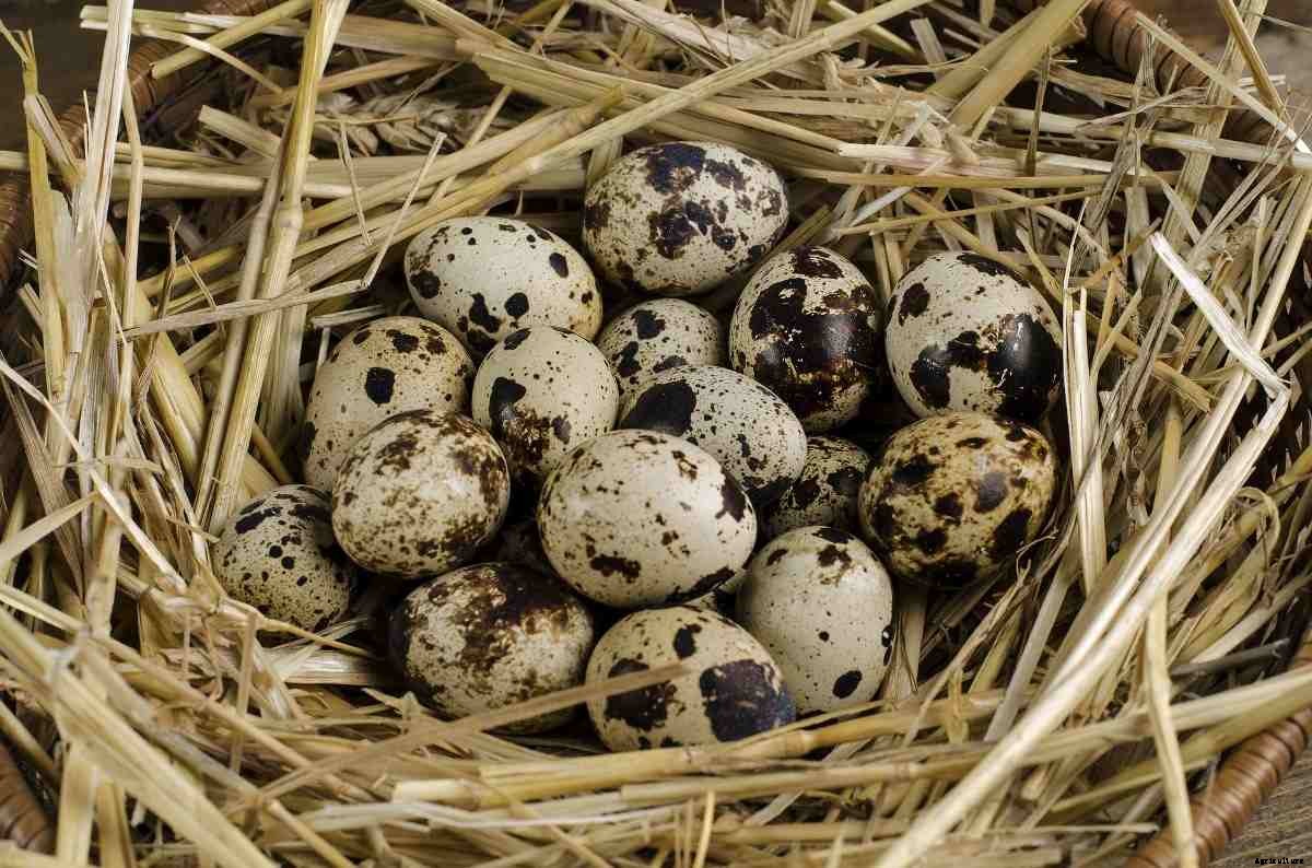 Quail Hatching – Housing, Management Guide