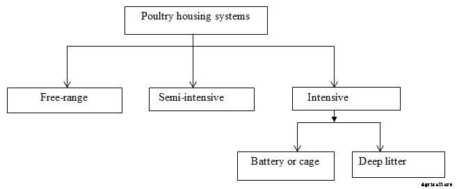 Poultry Housing – Types, Equipment, And Construction