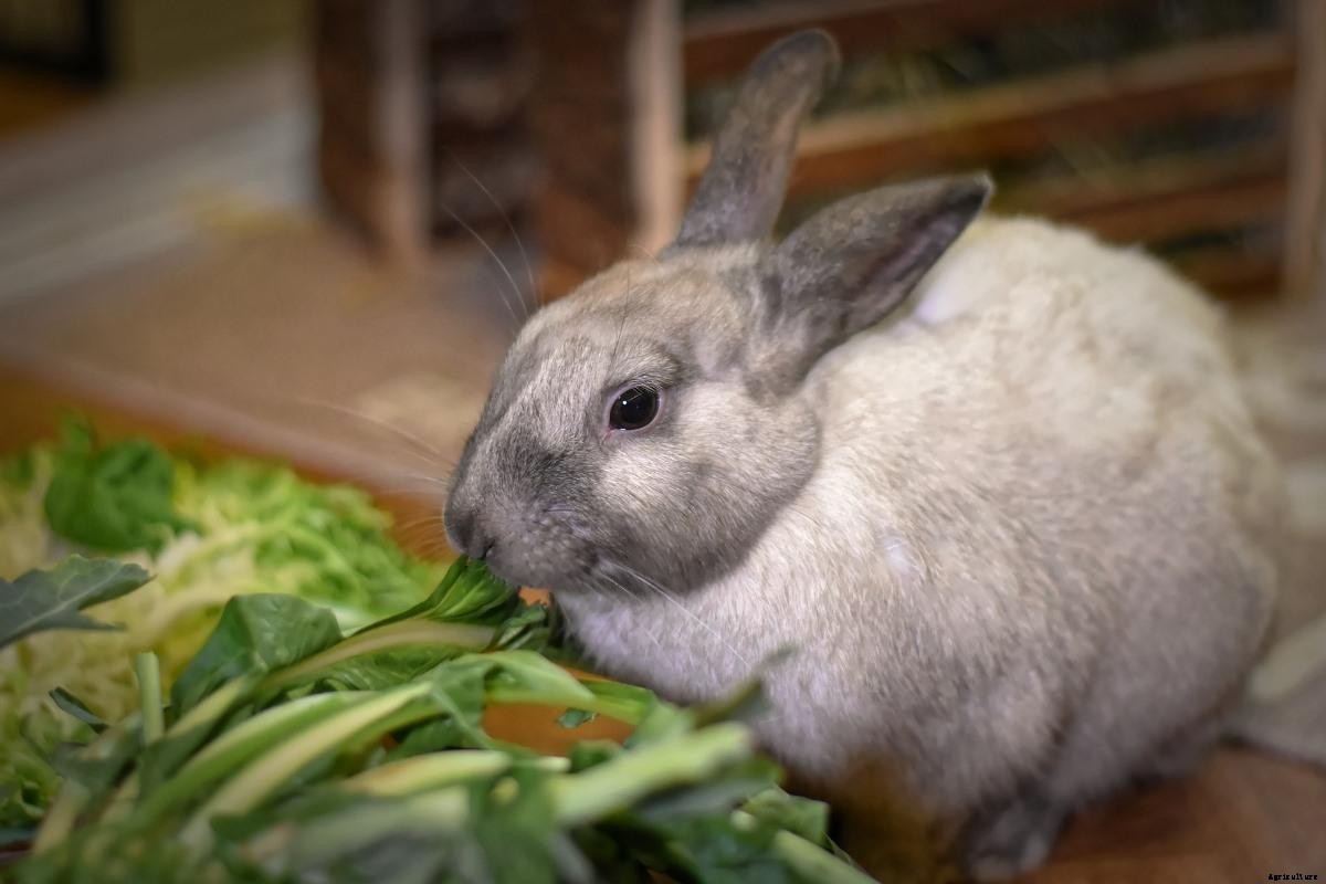 Organic Rabbit Farming – Production, Raising Practices