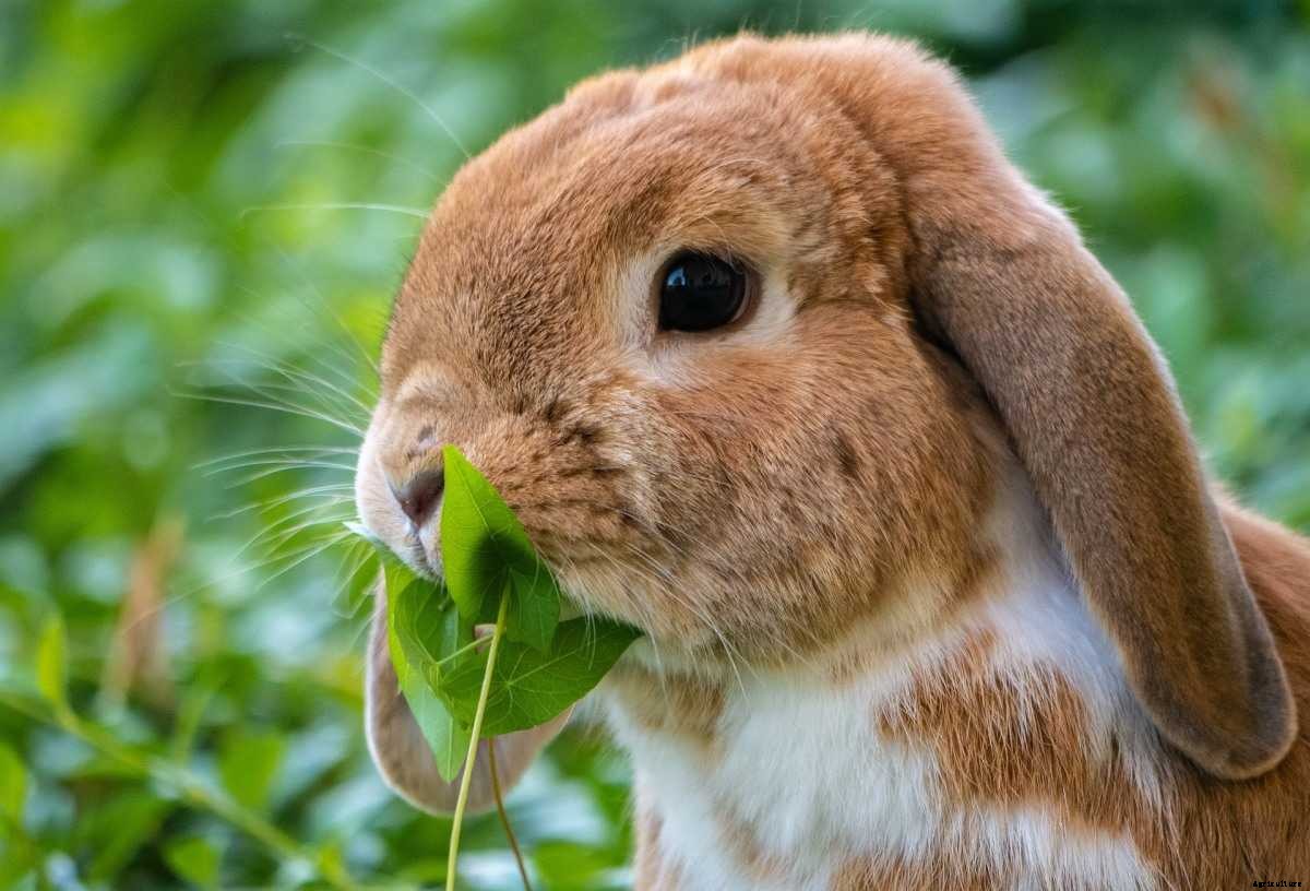 Organic Rabbit Farming – Production, Raising Practices