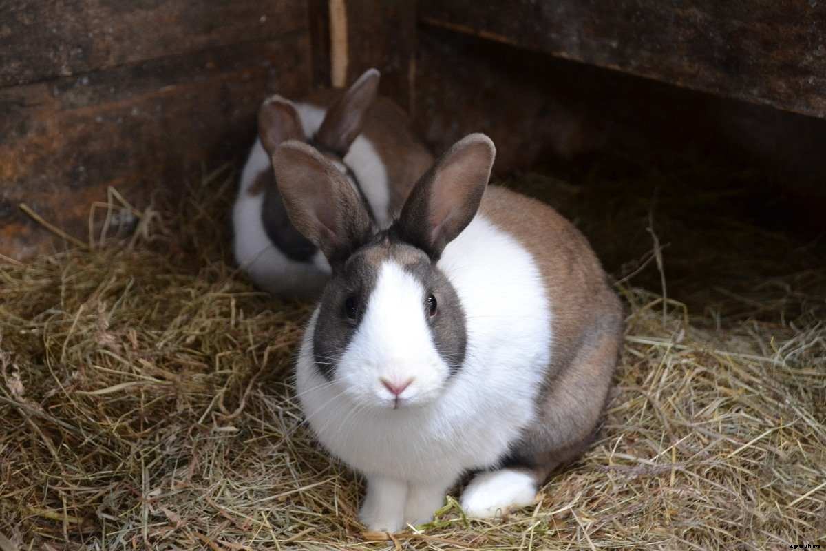 Organic Rabbit Farming – Production, Raising Practices