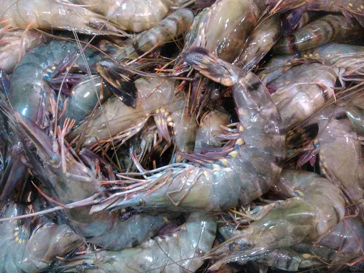 Organic Shrimp Farming – Prawn Production Practices