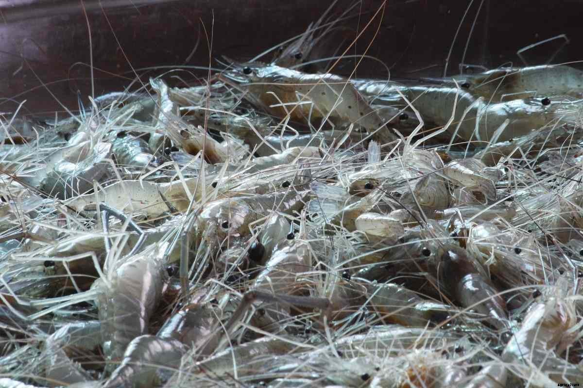 Organic Shrimp Farming – Prawn Production Practices